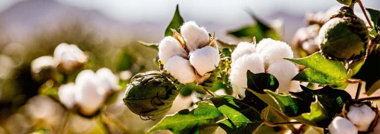 organic cotton