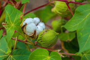 Cotton plant green nature leaf