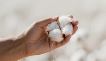 cotton
